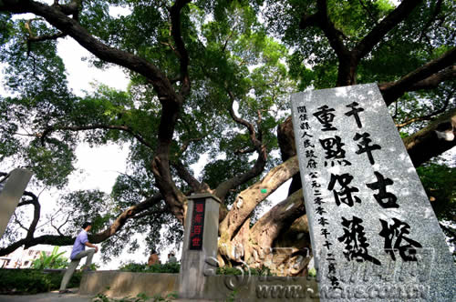 闽侯"榕树王"很受伤_新闻频道